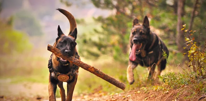 Cani da salvataggio grazie